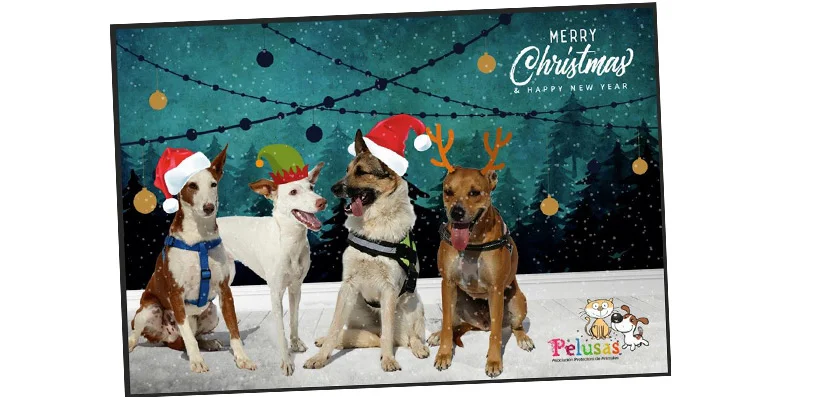 Colaboración con Pelusas en estas Navidades